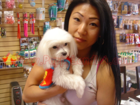 teacup maltese